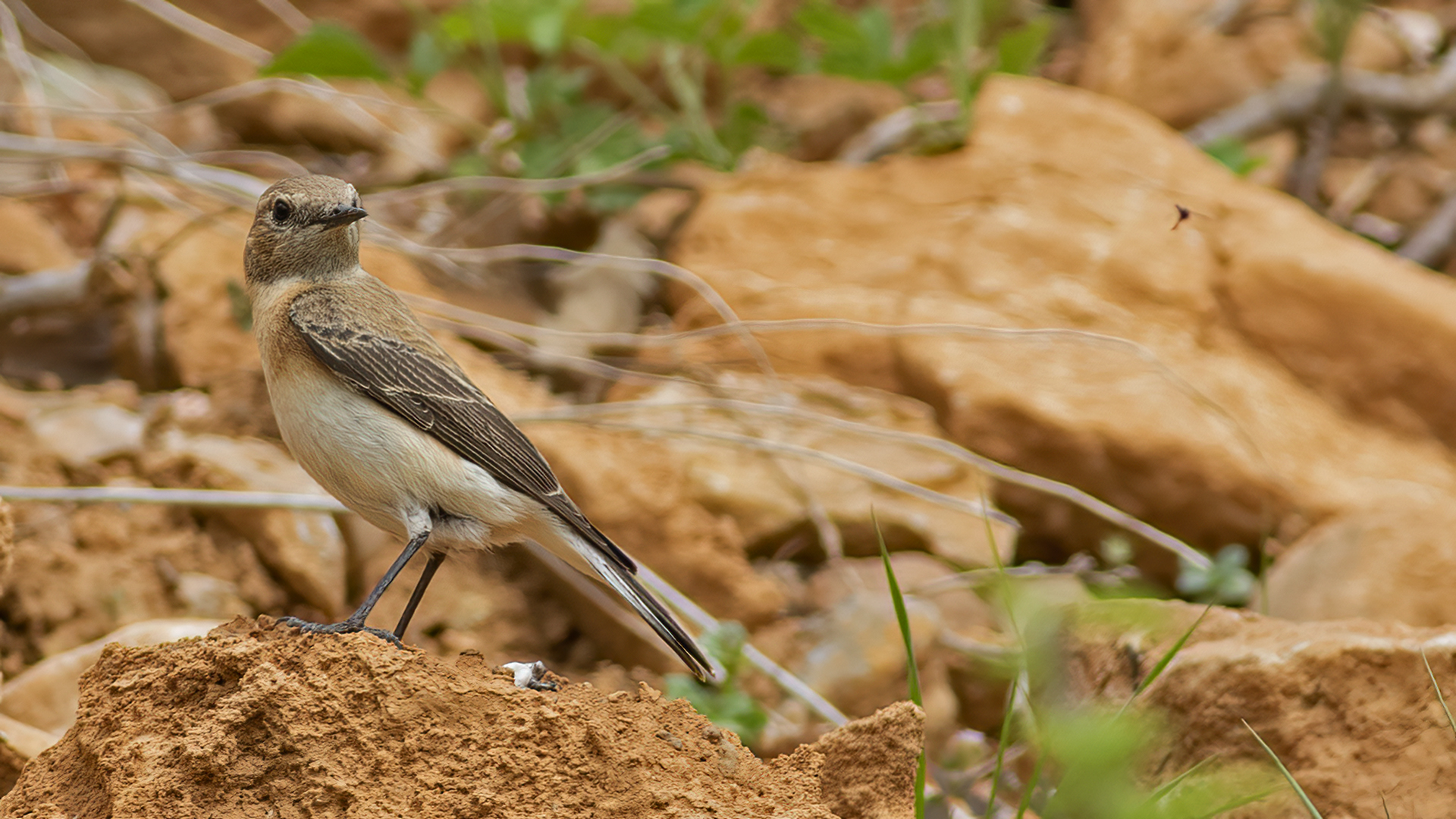 Isabelline Wheatear